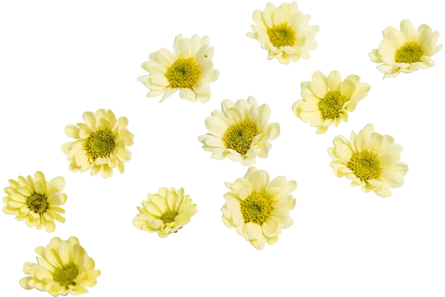 Eetbare bloem chrysant geel 20st stuk 1